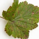 Kako liječiti septoriju ribizle